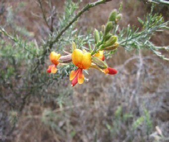 asmtcwildflowersjtom001001.jpg