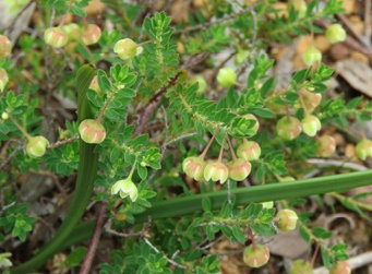 asmtcwildflowersjtom013001.jpg