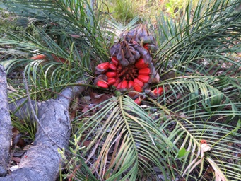 macrozamia_riedlei_seeds_img_1357.jpg