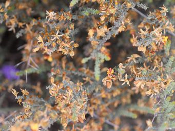 tn_jacksonia_hakioides_l_img_1939.jpg
