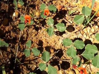 tn_kennedia_carinata_dscf4975.jpg