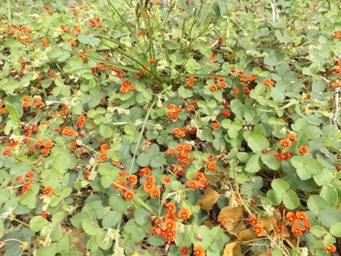 tn_kennedia_carinata_dscf9817.jpg