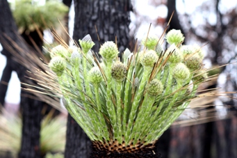 tn_kingia_australis_flowers_img_2100.jpg