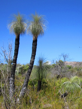 tn_kingia_australis_img_2103.jpg