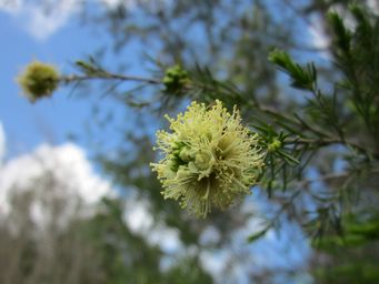 tn_kunzea_glabrescensimg_3974c.jpg