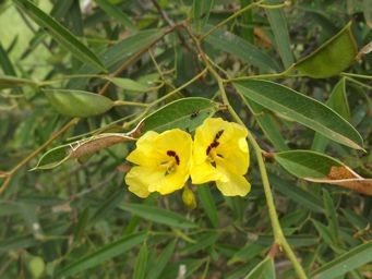 tn_labichea_lanceolata_gr_dscf0487.jpg