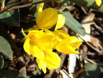 tn_labichea_punctatadscf5369c.jpg