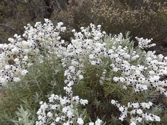 tn_lachnostachys_eriobotrya_m_dscf0569.jpg