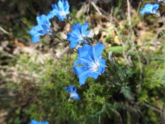 tn_lechenaultia_biloba.jpg