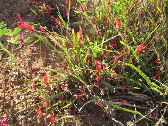 tn_leptosema_aphyllumcv_img_3300.jpg