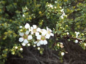 tn_leptospermum_oligandrum_m_dscf0525.jpg