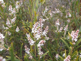 tn_leucopogon_australis_dscf9943c.jpg