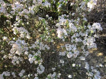 tn_leucopogon_polymorphus_l_img_3174.jpg