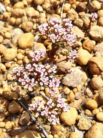 tn_levenhookia_pusilla_dscf0908.jpg