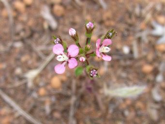 tn_levenhookia_stipitatalimg_4105.jpg