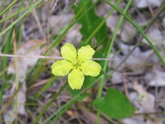 tn_liparophyllum_latifoliumimg_3539c.jpg