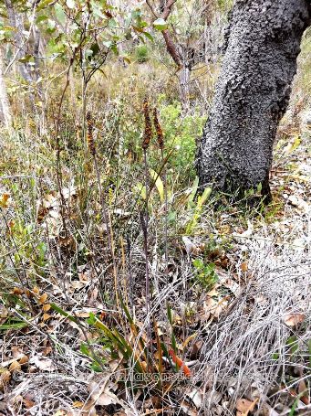 tn_lomandra_preissii_dscf0215a.jpg