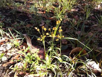 tn_luzula_meridionalis_dscf8988.jpg