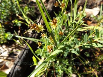 tn_luzula_meridionalis_dscf9053.jpg