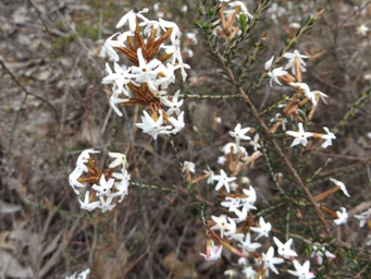 tn_lysinema_ciliatum_dscf1085c.jpg