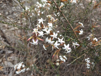 tn_lysinema_ciliatum_dscf1086.jpg