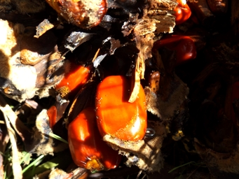tn_macrozamia_seeds_dscf3817.jpg