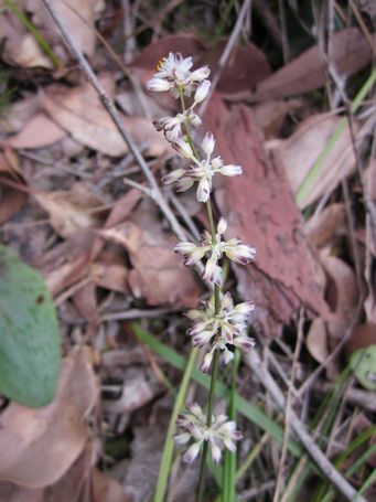 tn_reedflower.jpg