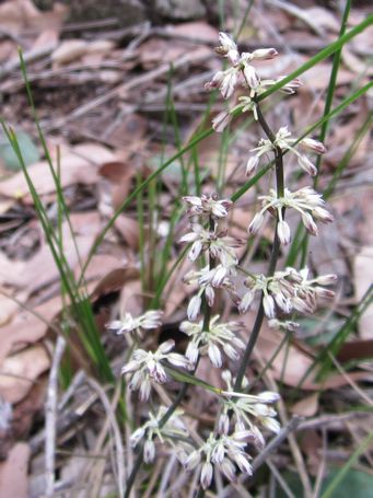 tn_reedflower2c.jpg