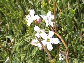1024_orianthera_serpyllifolia_dscf7256c.jpg