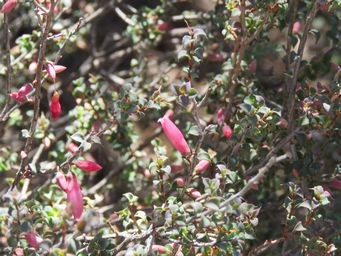 341_astroloma_serratifolium_kondrung_img_9780.jpg