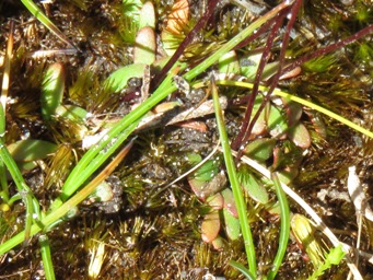 341_foliage_stylidium_pulchellum_img_5996c.jpg