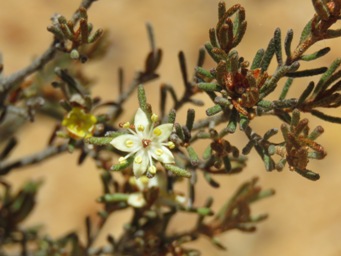341_img_phebalium_filifolium_9405c.jpg