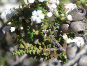 341_leucopogon_hamulosus_img_9347c_foliage.jpg