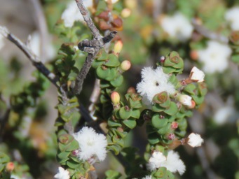 341_leucopogon_img_9330c.jpg