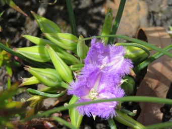 341_maybe_thysanotus_tenellus_img_8784c.jpg