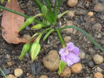 341_maybe_thysanotus_tenellus_img_9227c.jpg