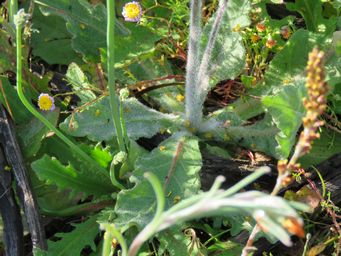 341_nicotiana_occidentalis_img_2300.jpg