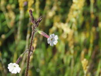 341_nicotiana_occidentalis_img_2302.jpg
