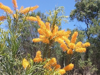 341_nuytsia_floribunda_20161223_124314cs.jpg