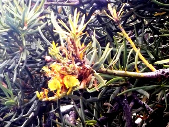 341_nuytsia_floribunda_setting_seed_dscf2287c.jpg
