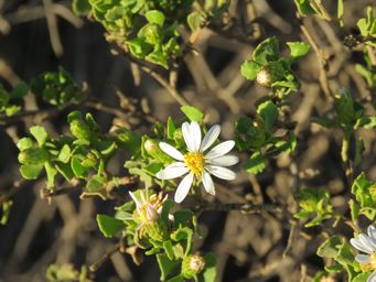 341_olearia_muelleri_caiguna_img_4361.jpg