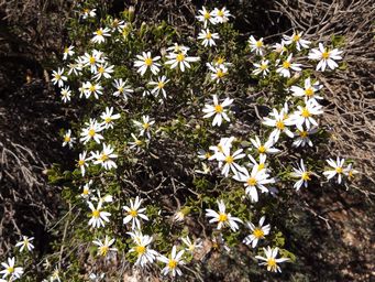 341_olearia_muelleri_goldfields_daisy_dscf7895c.jpg