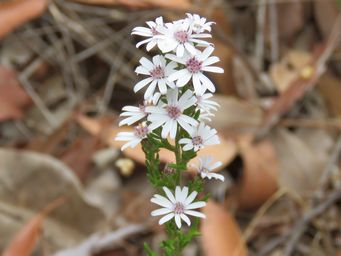 341_olearia_paucidentata_img_1429c.jpg