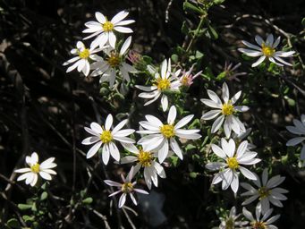 341_olearia_pimeleoides_kr_img_9400.jpg