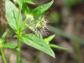 341_opercularia_hispidula_img_0497.jpg