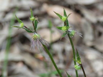 341_opercularia_hispidula_setting_seed_img_5245c.jpg