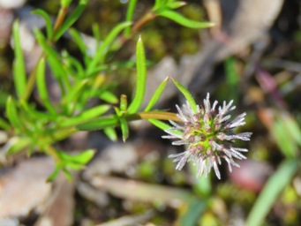341_opercularia_vaginata_dog_weed_img_0953c.jpg