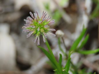 341_opercularia_vaginata_img_1331c.jpg