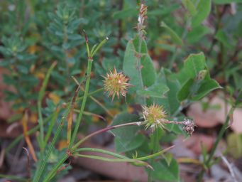 341_opercularia_vaginata_seeding_img_6511a.jpg