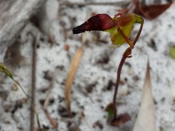 341_paracaleana_nigrita_flying_duck_orchid__132701_s4c.jpg